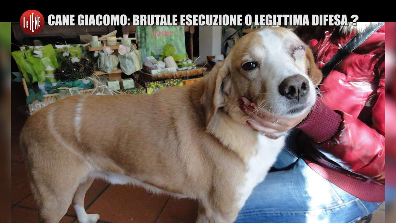 Sardegna, il cane Giacomo ammazzato a 17 anni a colpi di roncola “per legittima difesa”