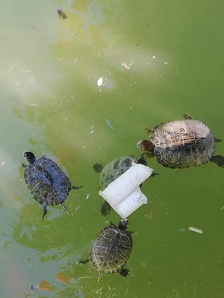 Cagliari, invasione di plastica nel laghetto di Monte Claro: “Tartarughe, anatre e cigni in pericolo”