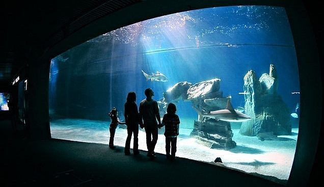 Maxi acquario da tre piani a Cagliari? “Idea bellissima, arriveranno turisti a frotte come a Genova”