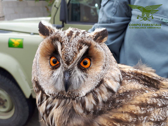 Muravera, gufo in difficoltà salvato dagli uomini della Forestale