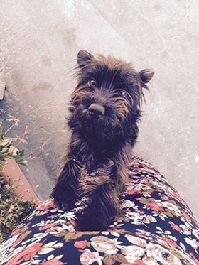 La cagnolina Trixy è scomparsa da Sarroch: sos per ritrovarla