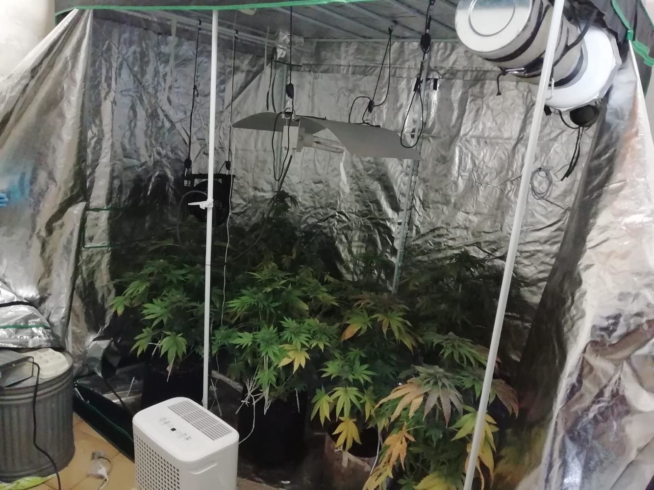 Oltre un etto di marijuana e 13 piante di cannabis in casa: nei guai disoccupato a Selargius