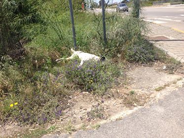 Flumini, la denuncia di una lettrice: “Carcassa di un cane investito in strada da due giorni”