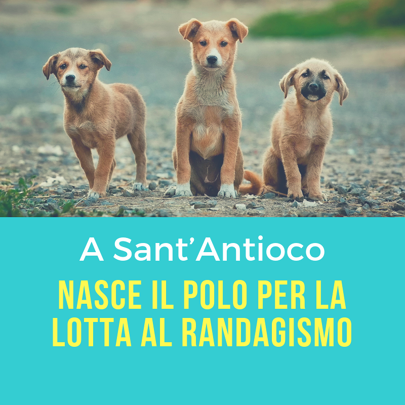 A Sant’Antioco nasce il “Polo coordinato per la lotta al randagismo”