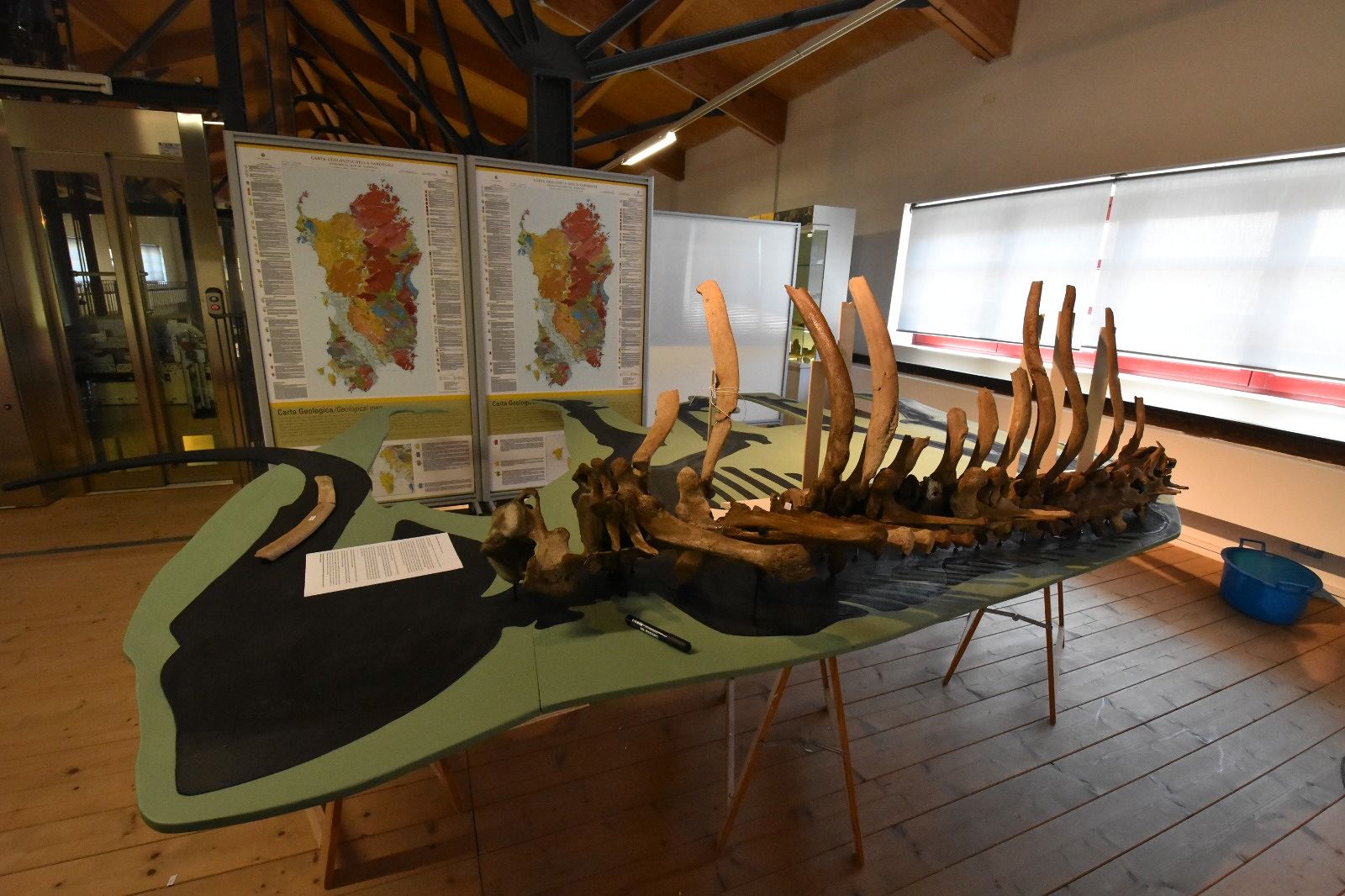 Carbonia espone per la prima volta il mammut lanoso