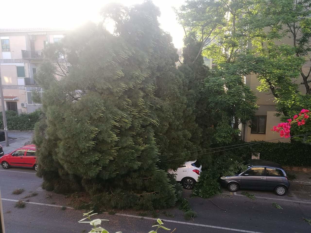 Cagliari, alba di paura a Is Mirrionis: grosso pino crolla e travolge alcune auto
