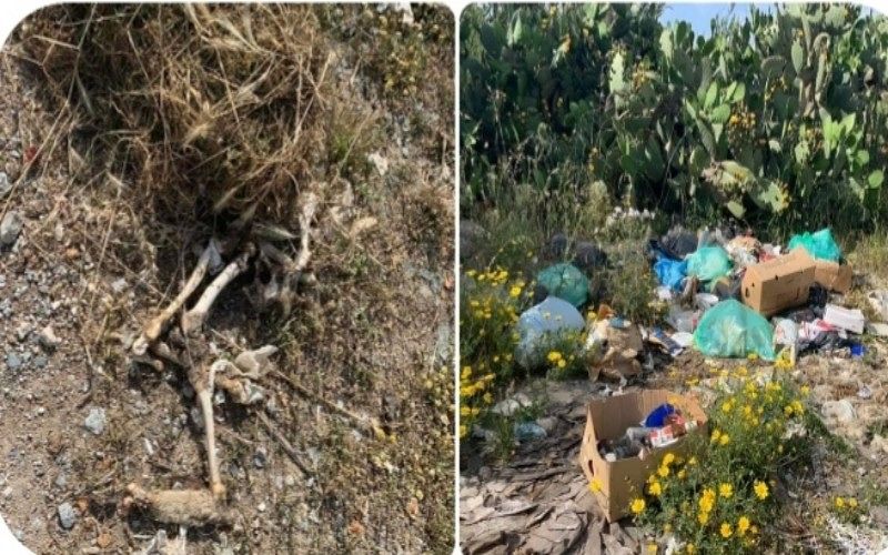 Quartu, choc nelle campagne di Flumini: “Una pecora morta tra i rifiuti abbandonati”