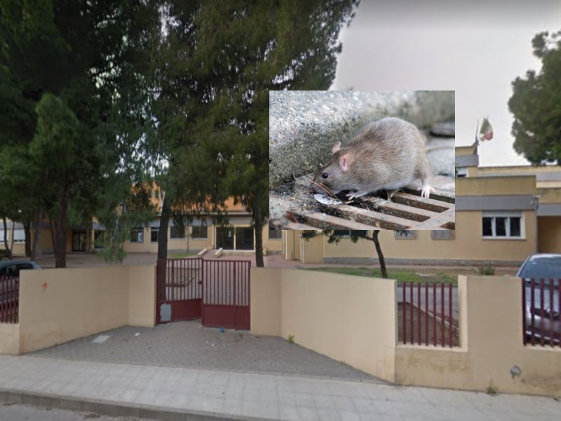 Su Planu, i genitori protestano per i topi a scuola: il Comune “anticipa“ la derattizzazione