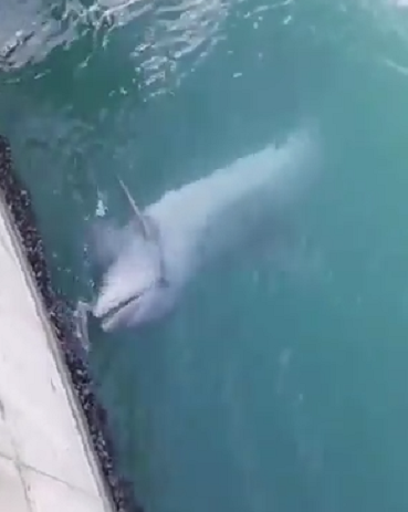 Lo spettacolo dei delfini che giocano nelle acque del porto di Cagliari – VIDEO