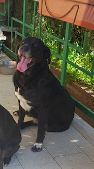 Cagnolone scappato a Capitana, l’appello per ritrovarlo