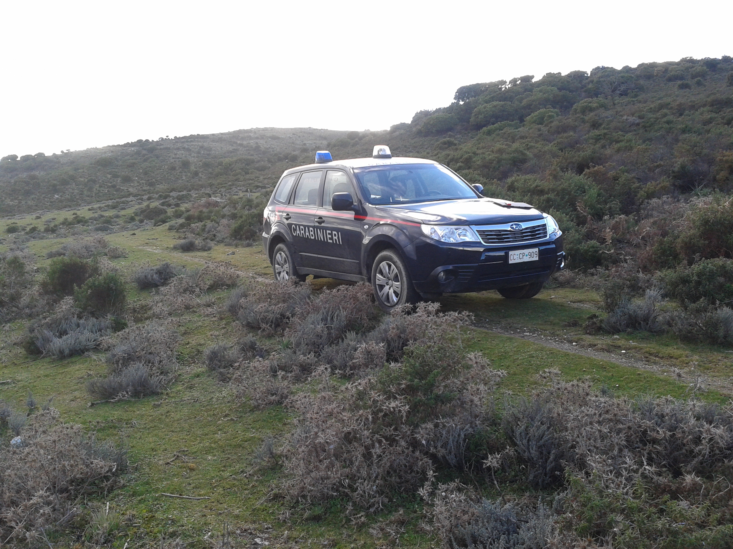 Animali incustoditi in strada: multati due allevatori a Ulassai