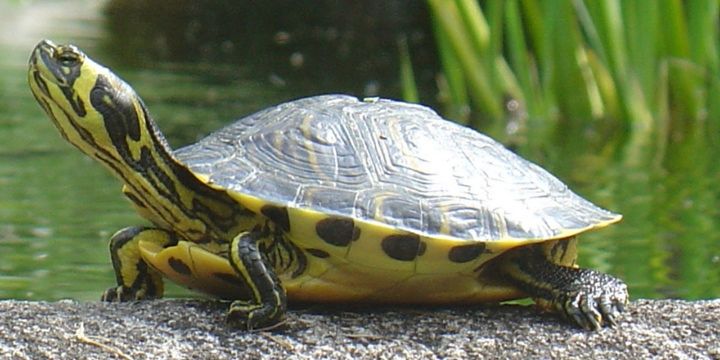 “La tartaruga americana è un rischio per le altre specie”: scatta l’obbligo di denuncia a Oristano