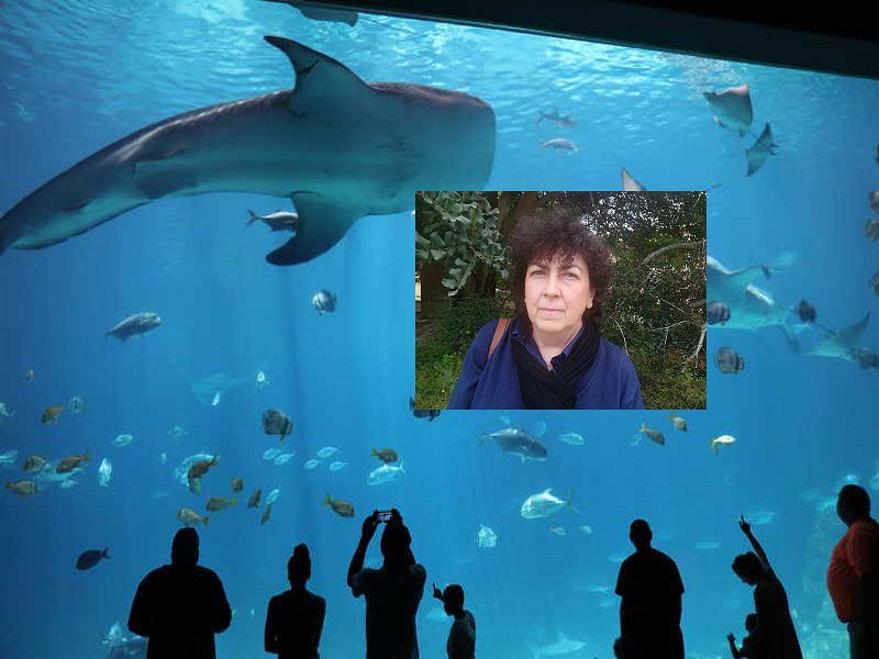 Maxi acquario a Cagliari? “Mai, è un lager per pesci: quale educazione diamo ai nostri figli?”