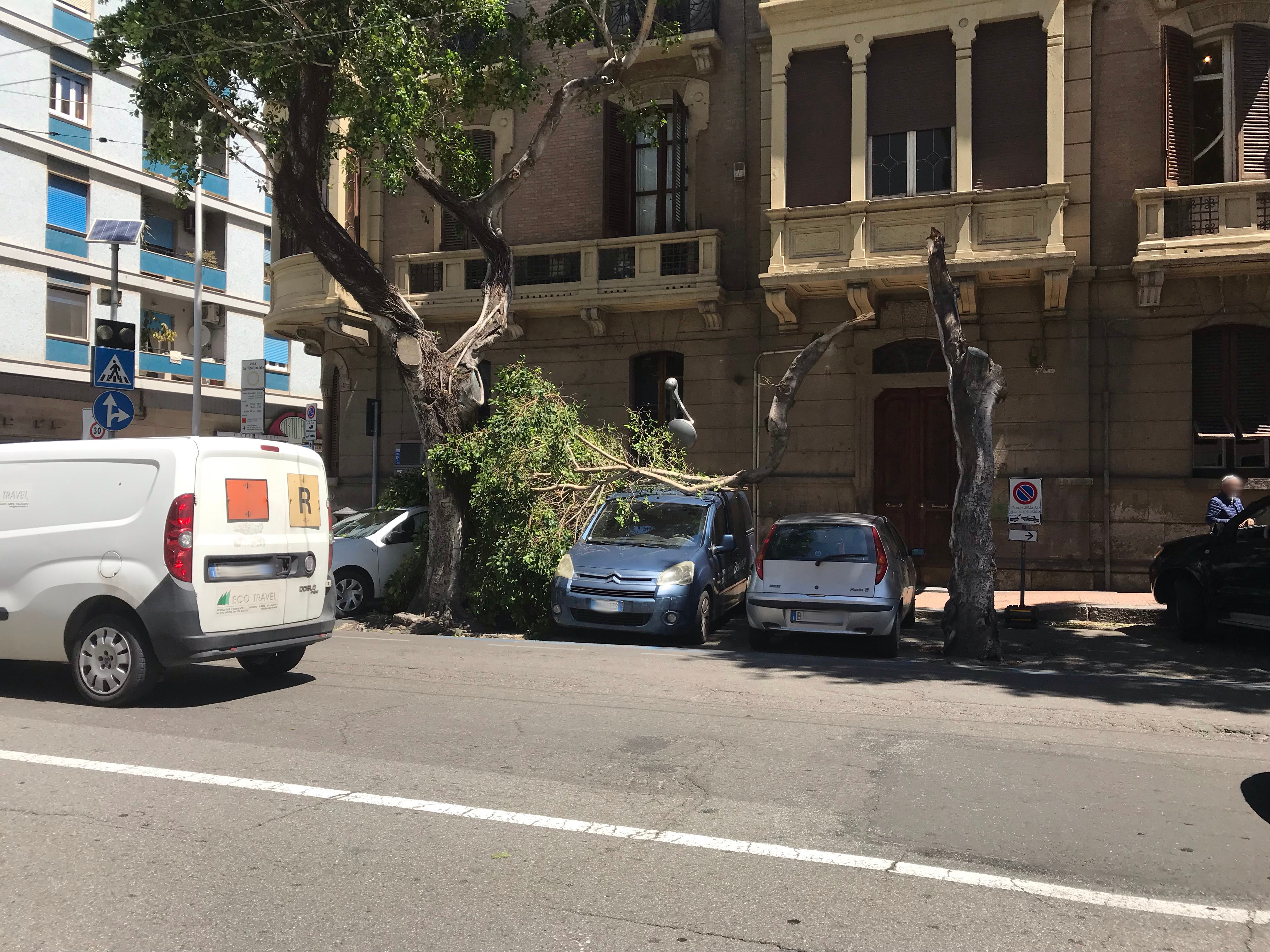 Cagliari, lo scirocco spezza il ramo di un albero in viale Trieste: passante salvo per miracolo
