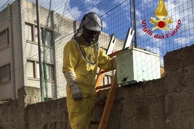 Cagliari, nido di api nel muro della scuola: paura a Is Mirrionis