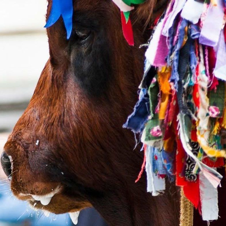 Sant’Efisio, la rabbia degli animalisti a Cagliari: “Buoi sfruttati, caduti, con occhi tristi e rassegnati, ma the show must go on”