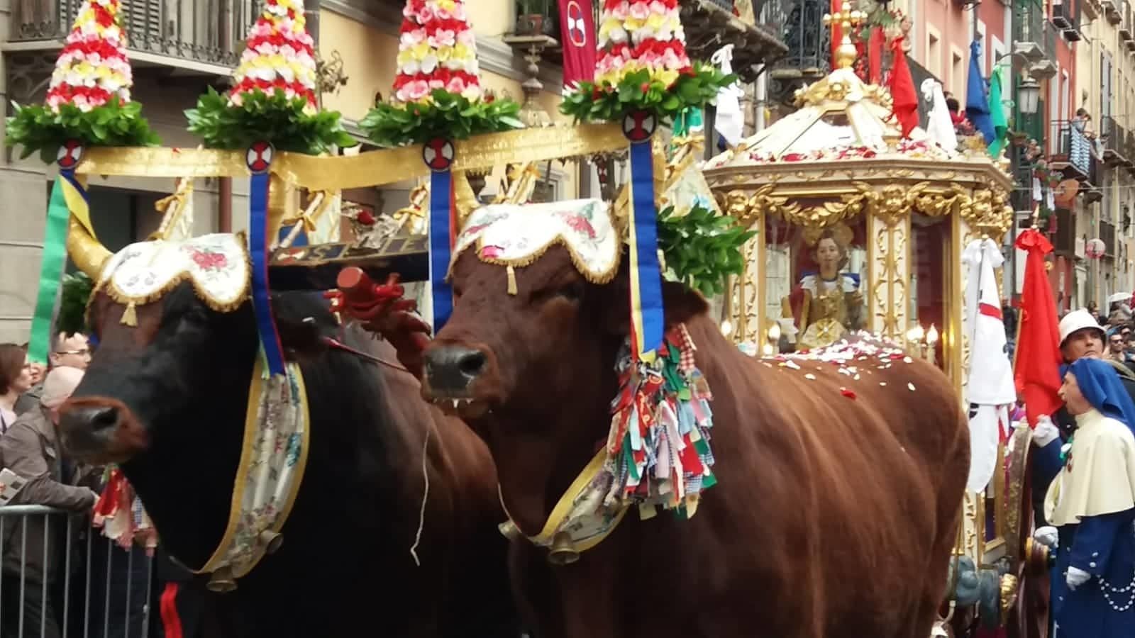 La rabbia di Gianni Cabras, il “papà” dei buoi di Sant’Efisio: “Macchè maltrattati, per me sono come figli”