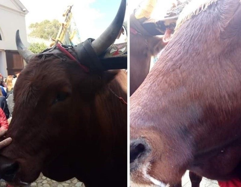 Sant’Efisio, gli animalisti di Cagliari tornano all’attacco: “Buoi sfruttati, repressi e costretti a ubbidire”