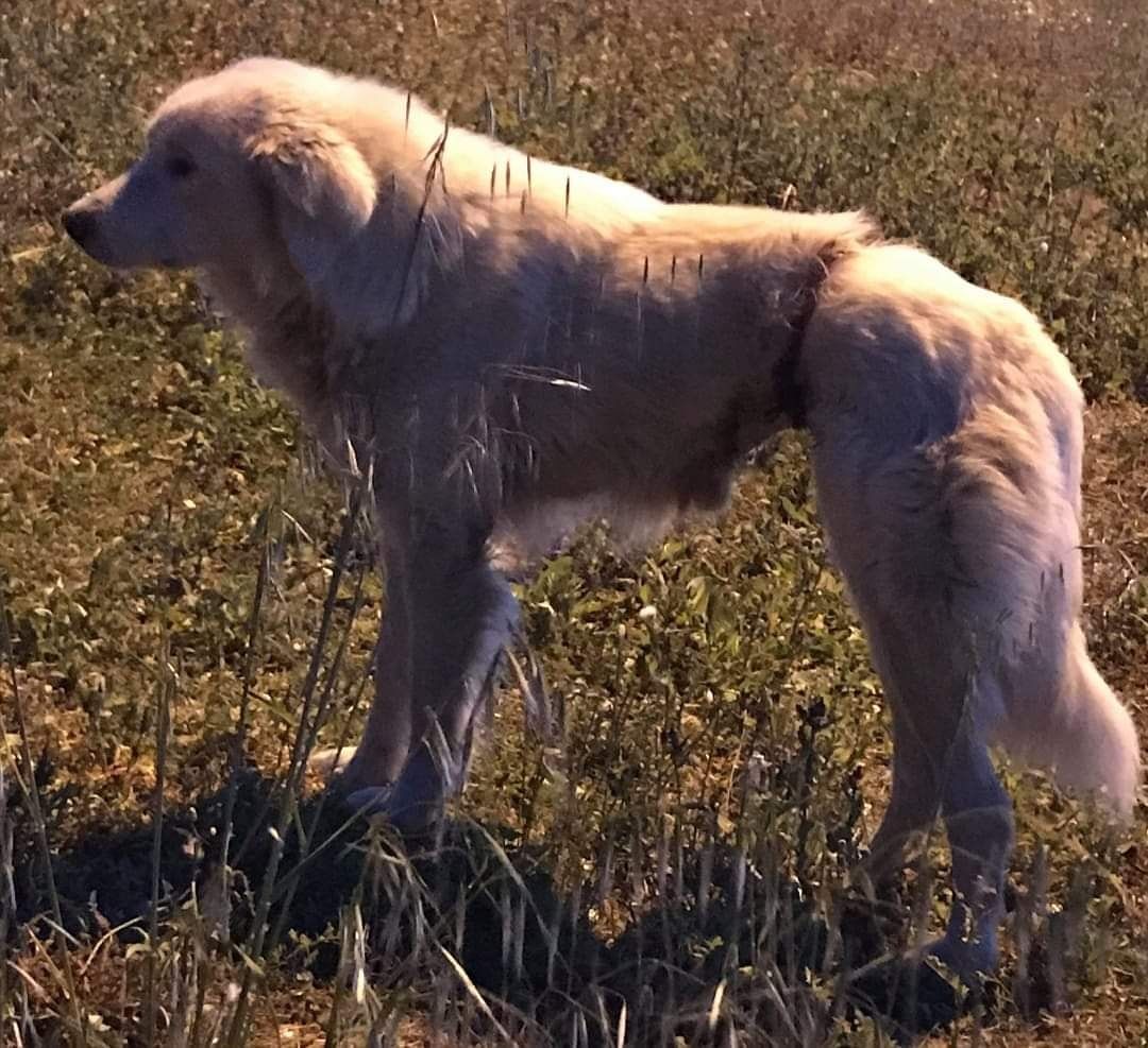 Nuoro, cagnolina infilzata con il fil di ferro: ora è scappata, aiutateci ad aiutarla