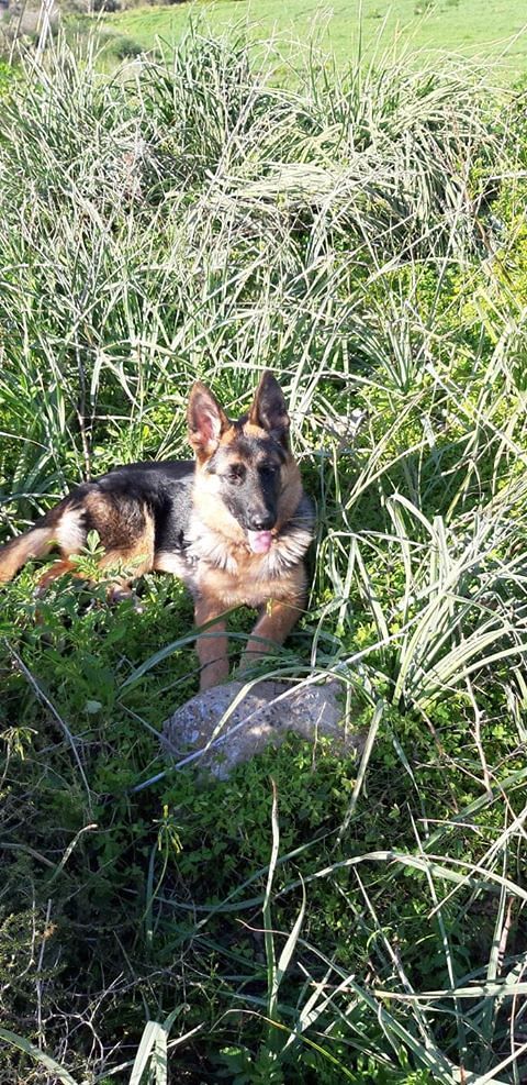 Choc a Sardara: “Maya, la nostra cucciola di pastore tedesco uccisa con la gola tagliata perché abbaiava troppo”