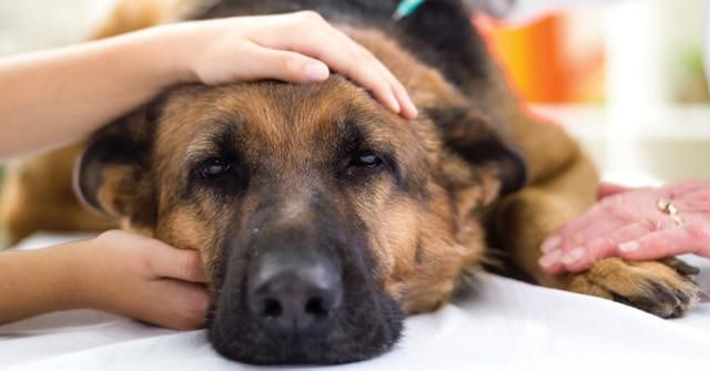 Nega le cure al proprio cane: multa da 10 mila euro al padrone