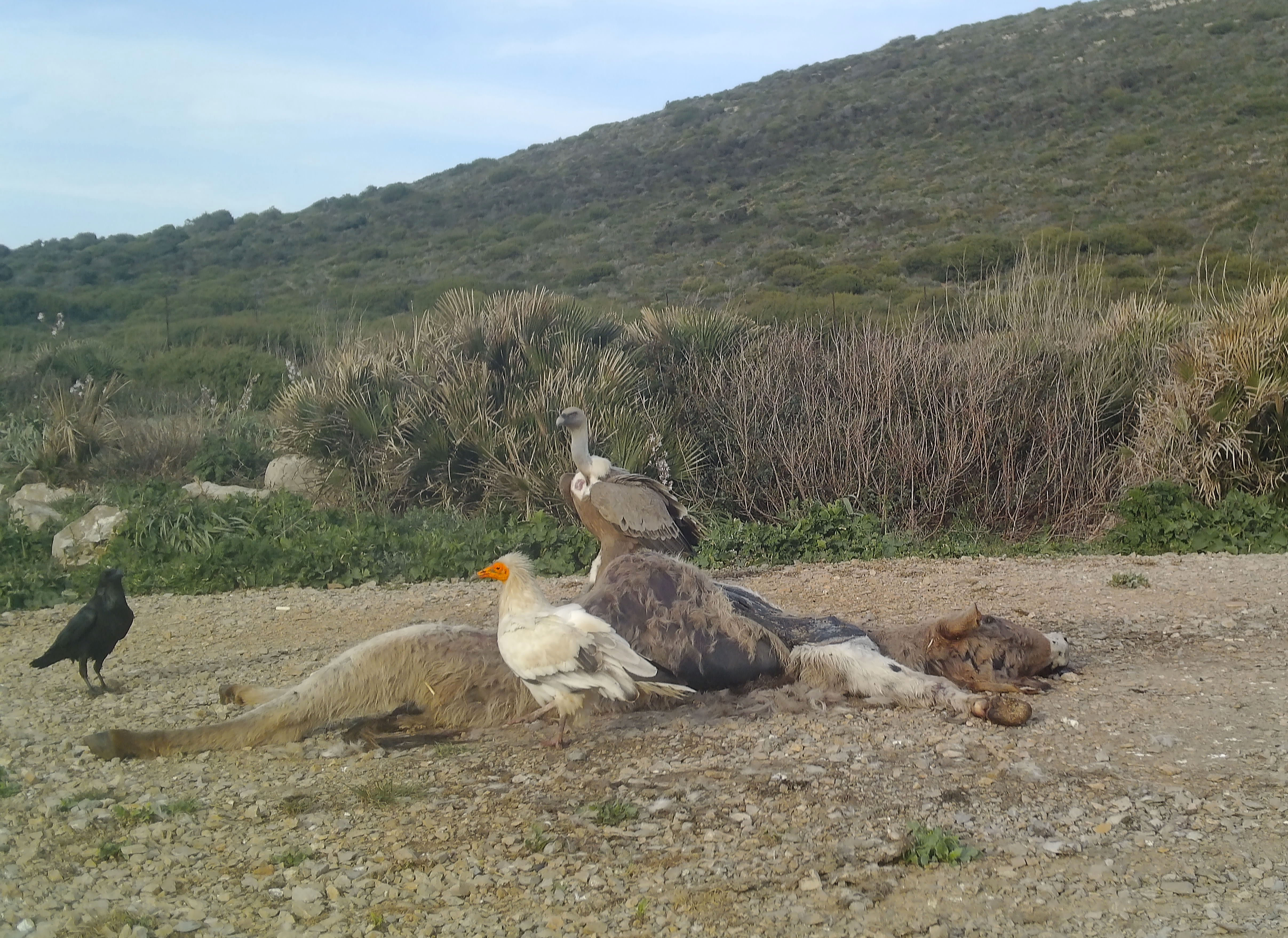 Una coppia di rari avvoltoi ha trovato “casa” in Sardegna nell’area di Porto Conte