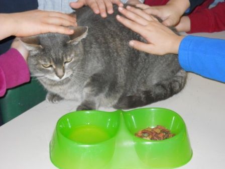 Un gatto entra in classe, il bidello lo uccide a bastonate davanti ai bimbi