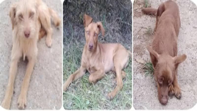 Quartu, smarriti tre cuccioli in via Espardinas: “Volete adottarli?”