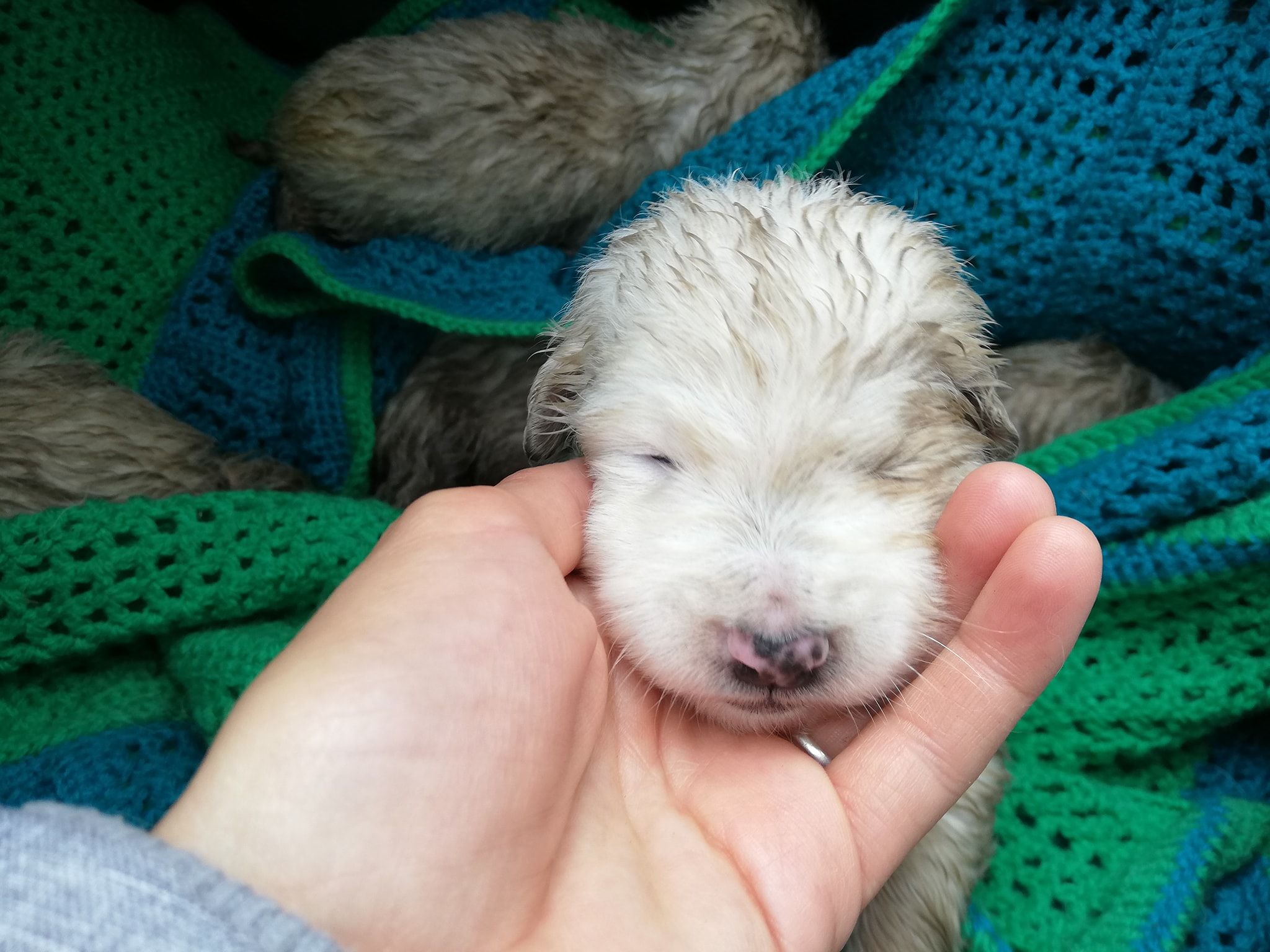 Macomer, cuccioli gettati in una piazzola sulla 131: “Grazie a chi li ha buttati nel fossato, ne abbiamo salvati sette”