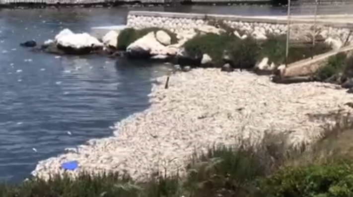 Moria di pesci a Molentargius, Pili: “Disastro ambientale, gestione scandalosa”