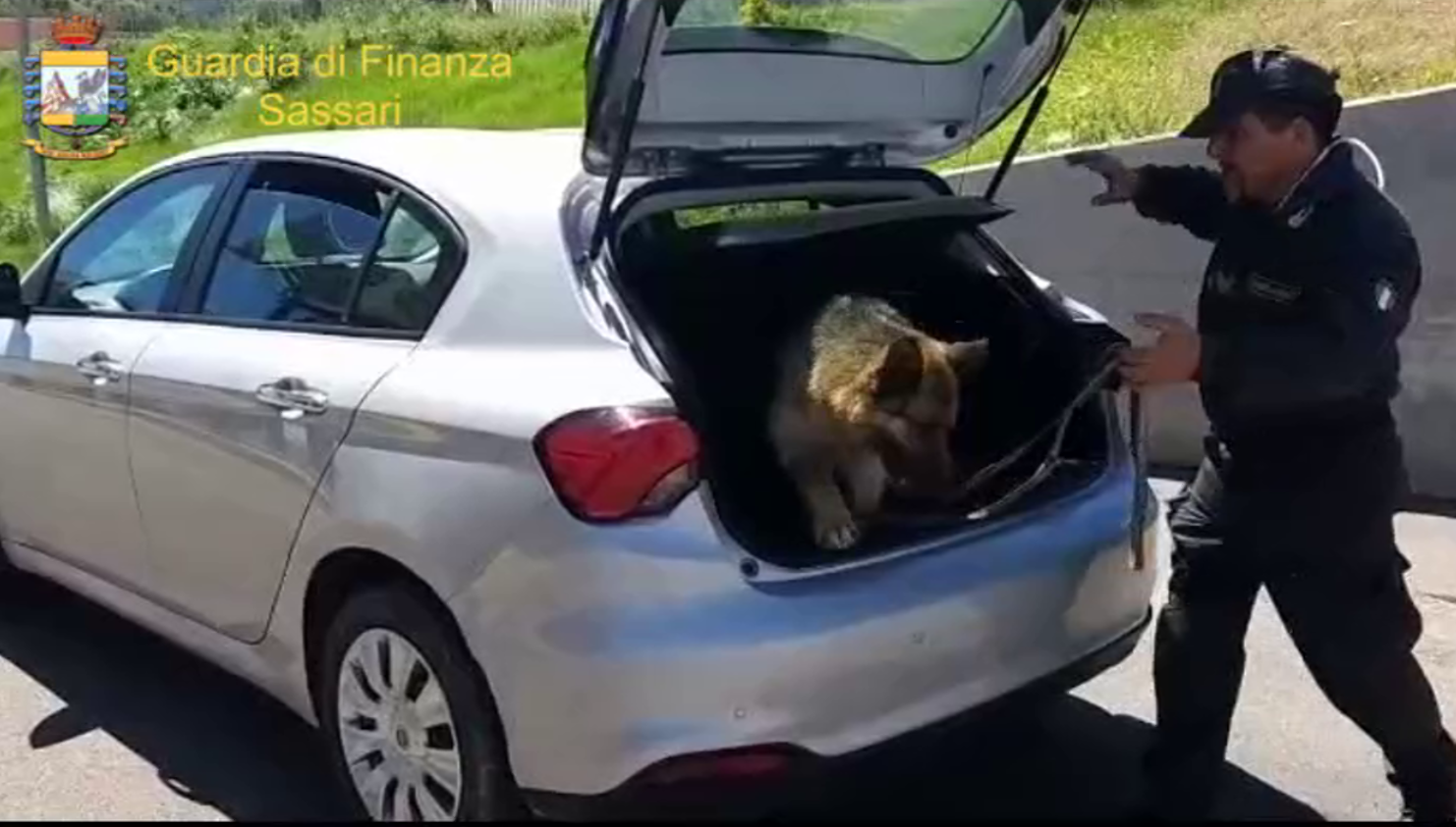 Sbarca a Olbia con 5 kg di cocaina nell’auto: tradito dal fiuto dei cani della Finanza