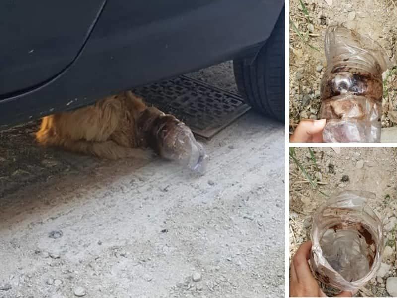 Orrore a Samatzai: gattino intrappolato, il muso stretto in un grande fondo di bottiglia