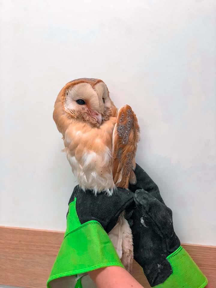 Cagliari, sta bene il barbagianni ferito e salvato: “Coccolato in clinica, lo abbiamo chiamato…Gianni”