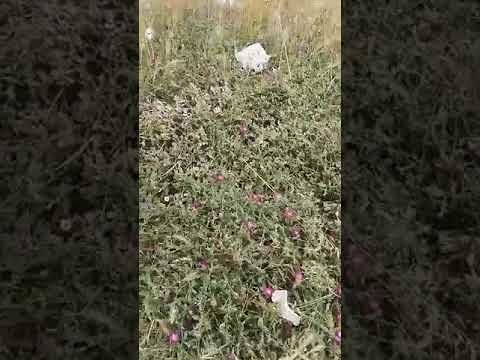La sporcizia al Poetto, a due passi dalla spiaggia: “Stiamo distruggendo la nostra bellissima terra”