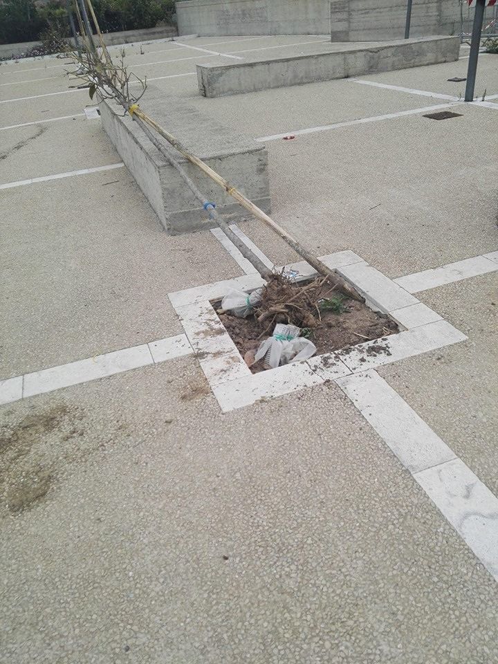 La sindaca di Assemini: “Sradicate le magnolie, delinquenti: ne renderete conto”