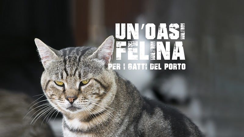 Un parco felino per i gatti randagi di Porto Torres