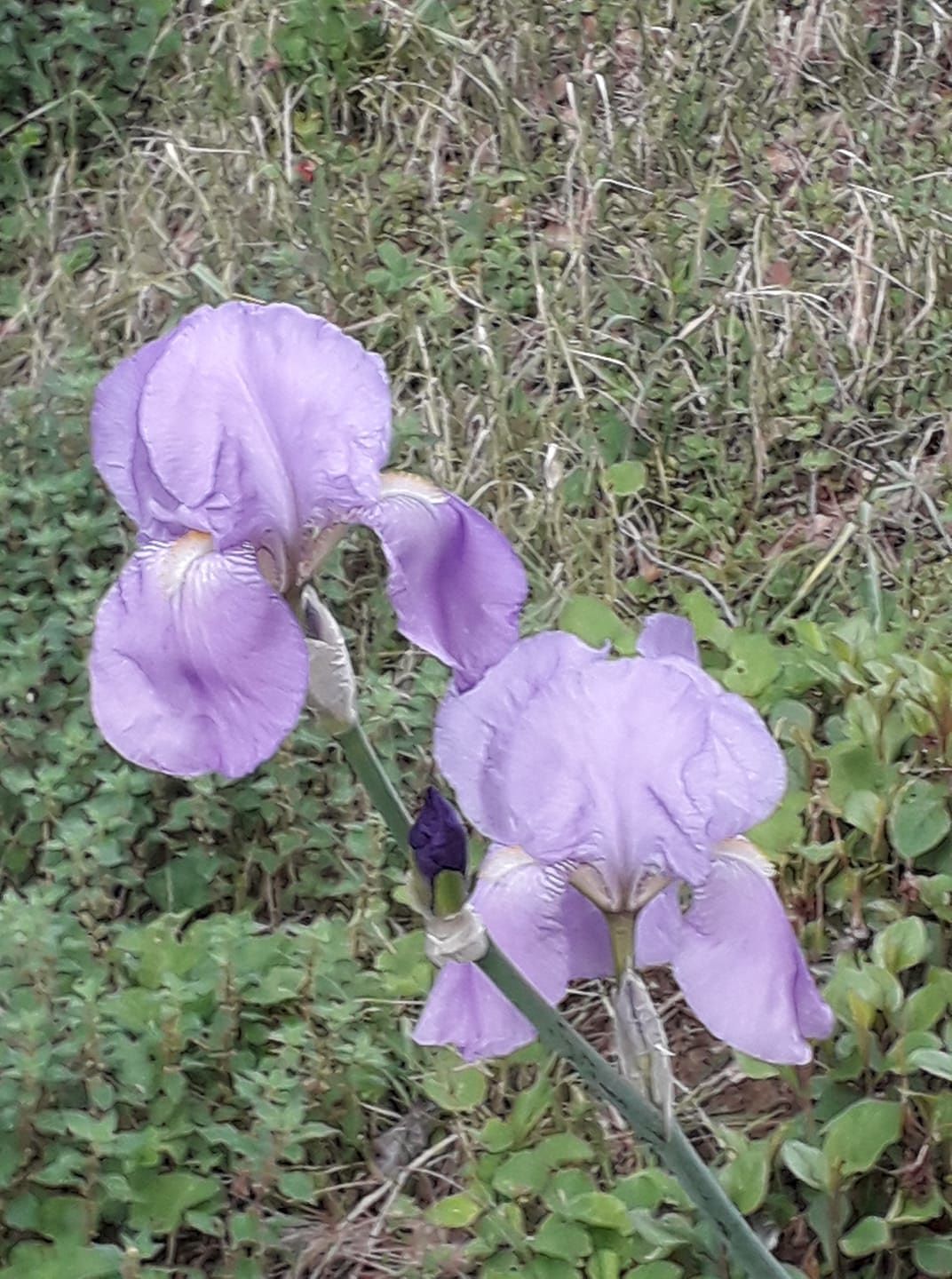 “Addio al giovane sardo di 19 anni, Antonio è morto dopo il trapianto di cuore al Brotzu”