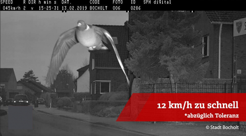 Il turbo piccione tedesco fa scattare un radar: ma niente multa, volava a bassa quota