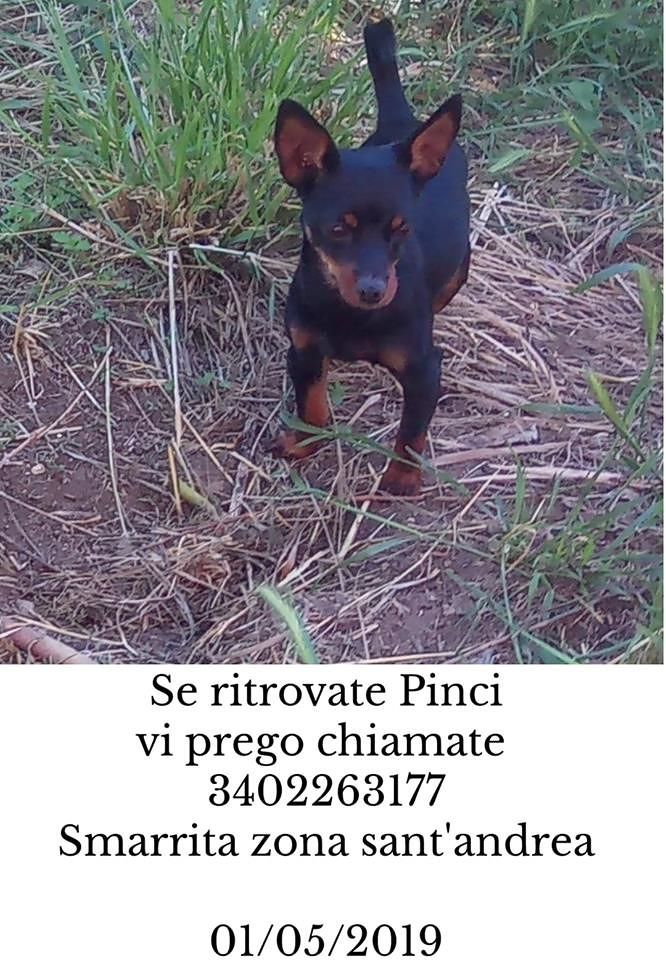 E’ scappato Pincy, la cosa peggiore che può succedere a una tata: sos per ritrovarlo!
