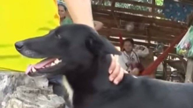 Madre sotterra vivo il figlio appena nato, un cane disabile lo ritrova: ora Ping Pong è un eroe