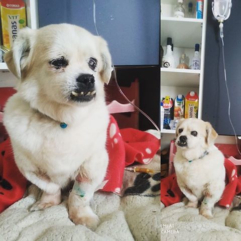 Laura e la cagnolina Priscilla con la pancreatite: “Assurdo, i farmacisti rifiutano le cure agli amici animali”