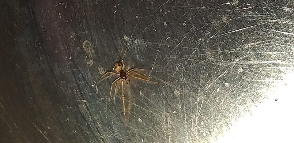 Ragno dentro la pentola a Sestu, si accende il dibattito sui social: “Di che tipo è?”