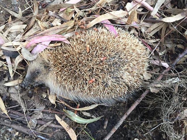 Gatti e ricci avvelenati, allarme a Torre delle Stelle: “Una strage”