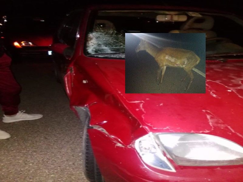 Sarroch, sbuca un cervo sulla 195 e colpisce un auto: danni per mille euro