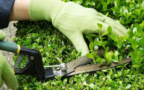 Sant’Antioco, 50 euro al giorno di multa per chi non cura il verde nelle proprietà private