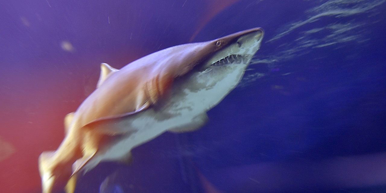 Nuova Caledonia, squalo attacca bimbo 10 anni: fa a pezzi la gamba e parte dell’addome ma il bambino è salvo