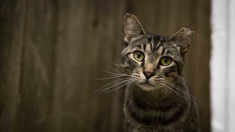 Australia pronta a uccidere milioni di gatti, l’Enpa: “Protesteremo davanti all’ambasciata”