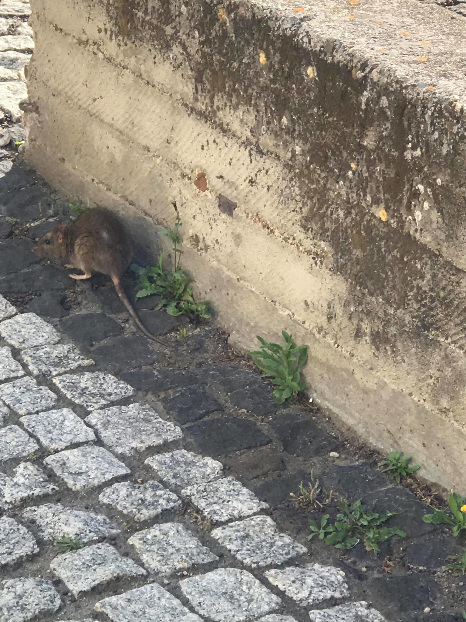 Quartucciu, i topi scorrazzano nella piazza dove giocano i bambini