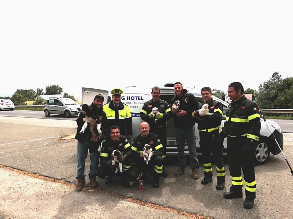 Villasor, cagnetta con i cuccioli intrappolata in un tubo dell’acqua: salvata dai vigili