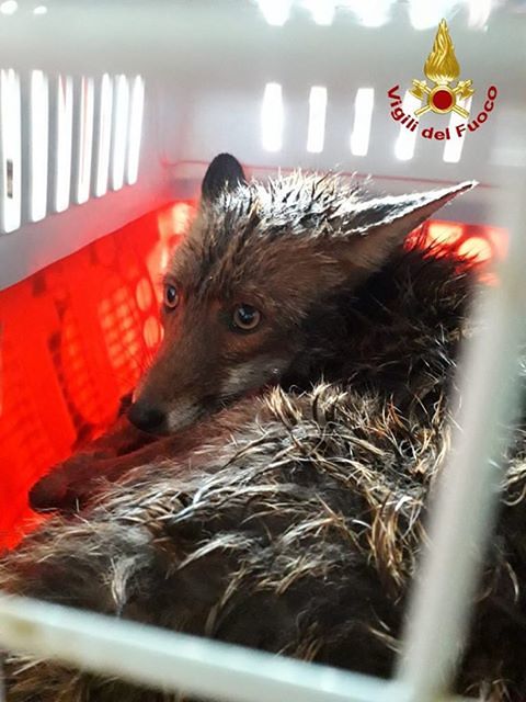 Volpe incastrata in un fil di ferro a Iglesias: salvata dai vigili del fuoco